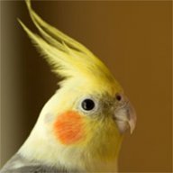 oloccina